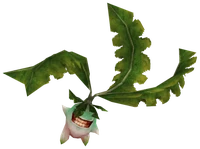 Mandragora