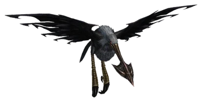 Aquila